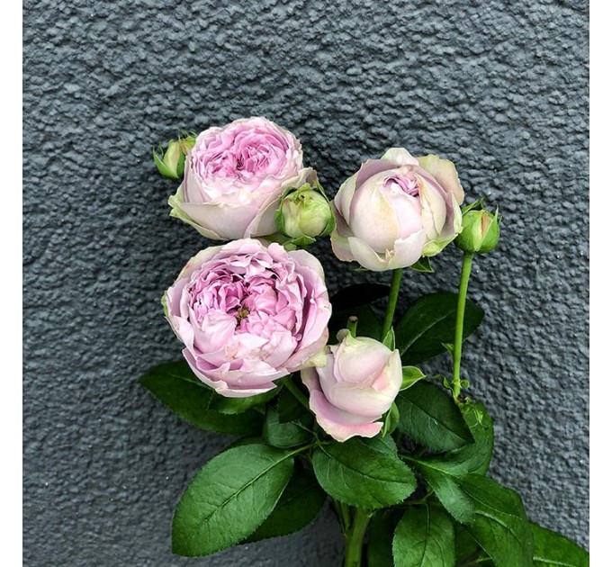 Кущова піоноподібна троянда Блоссом Баблз 50-60 см