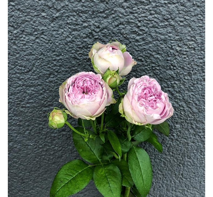 Кущова піоноподібна троянда Блоссом Баблз 50-60 см