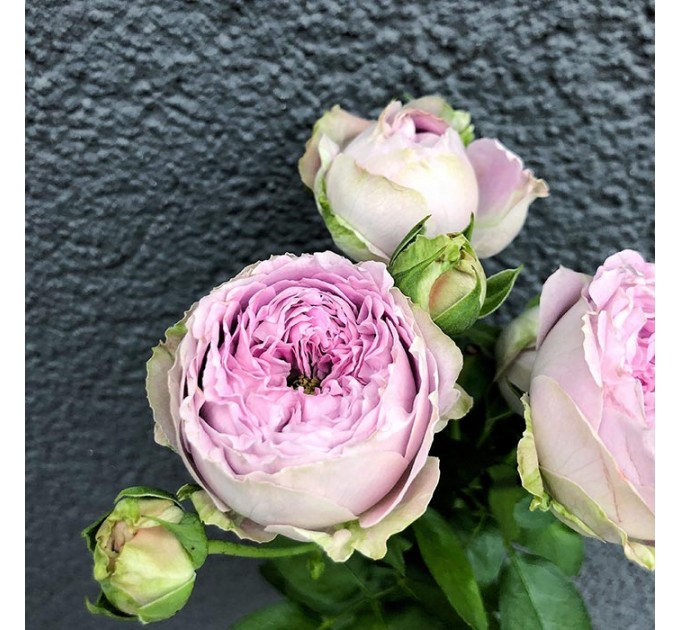 Кущова піоноподібна троянда Блоссом Баблз 50-60 см