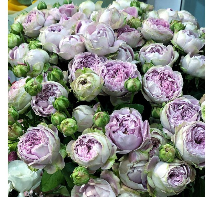 Кущова піоноподібна троянда Блоссом Баблз 50-60 см