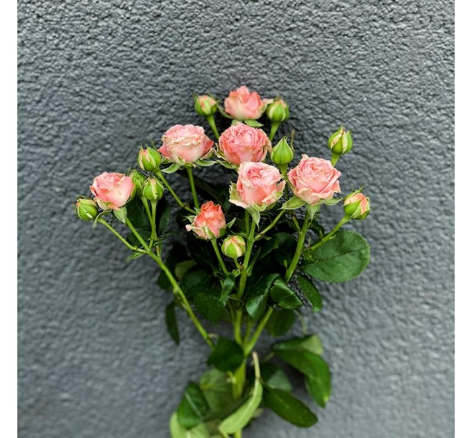 Кущова піоноподібна троянда Мадам Бомбастик 50-70 см