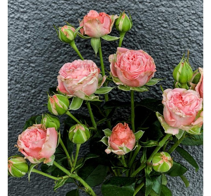 Кущова піоноподібна троянда Мадам Бомбастик 50-70 см