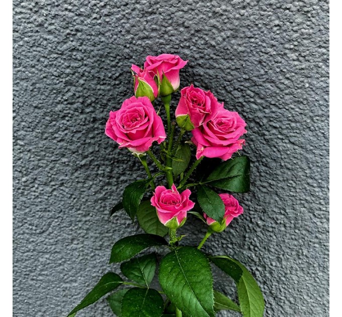 Кущова троянда Лавлі Лідія