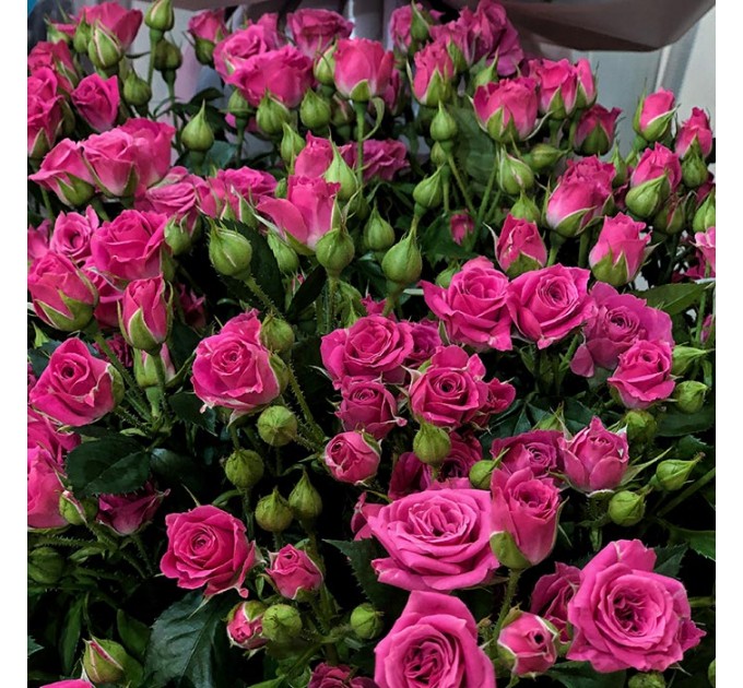 Кущова троянда Лавлі Лідія