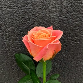 Роза Міс Піггі 60 см Роза Міс Піггі 60 см