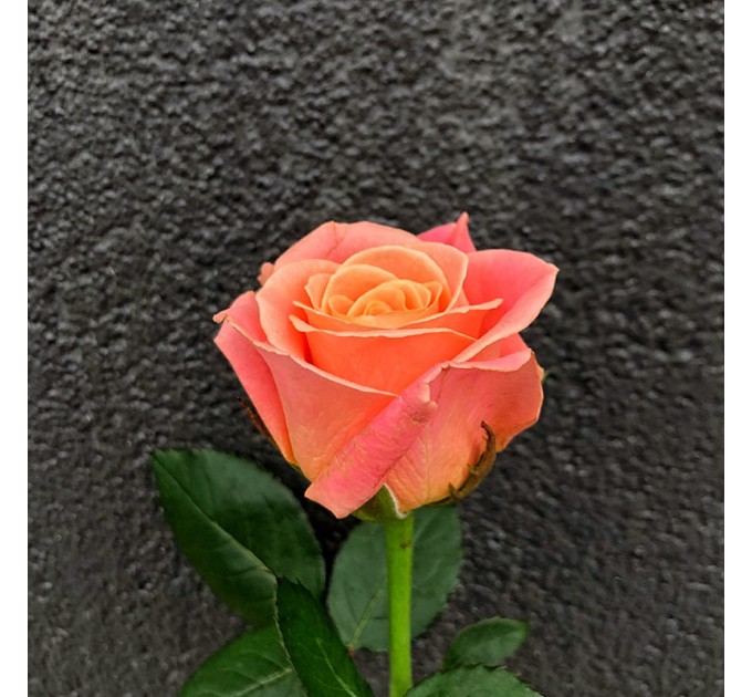 Роза Міс Піггі 60 см