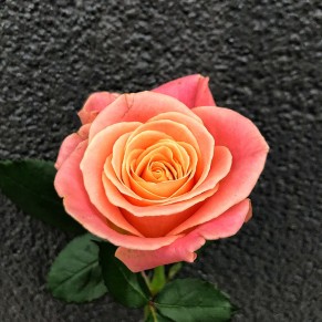 Роза Міс Піггі 60 см Роза Міс Піггі 60 см