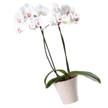 Орхидея Фаленопсис 2 ствола