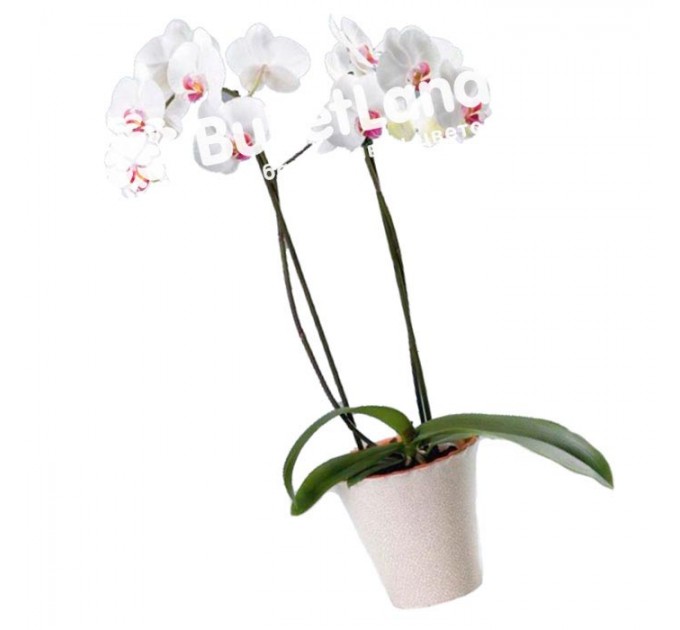 Орхидея Фаленопсис 2 ствола