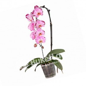 Орхідея Фаленопсис каскадна