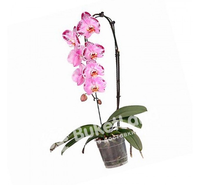 Орхидея Фаленопсис каскадная