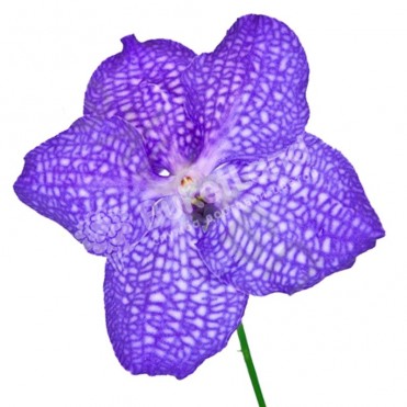 Орхідея Ванда